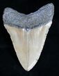 Megalodon Tooth - North Carolina #11031-2